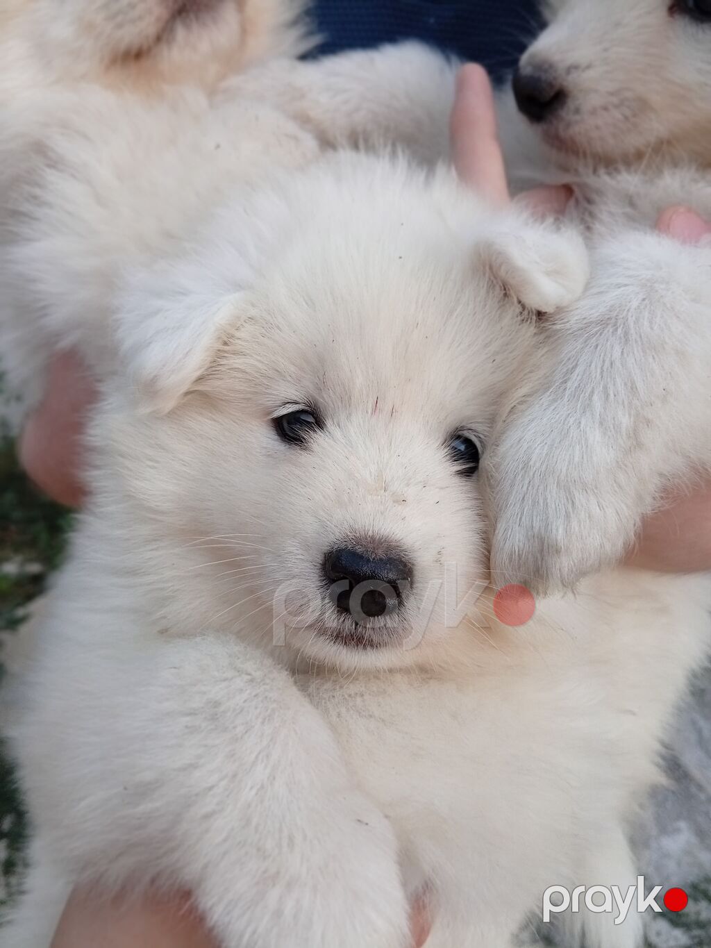 Samoyed, 2 ay, Sənədli — Köpəklər, Bakı (2)