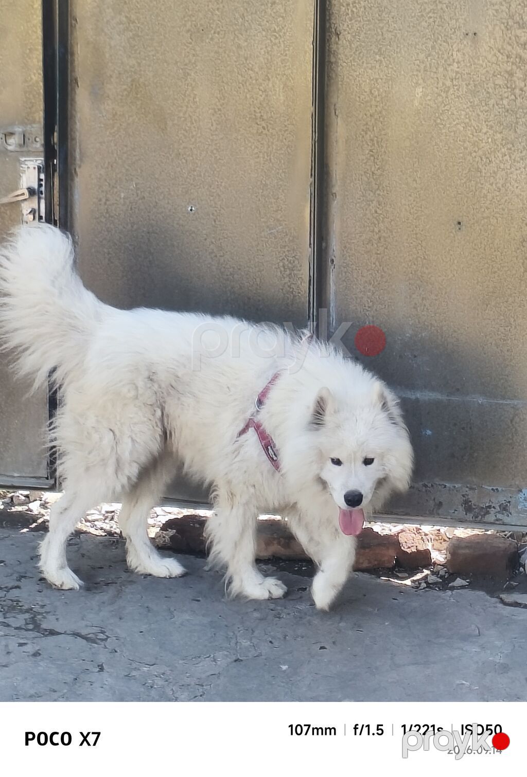 Samoyed, Erkək — Köpəklər, Goranboy (2)