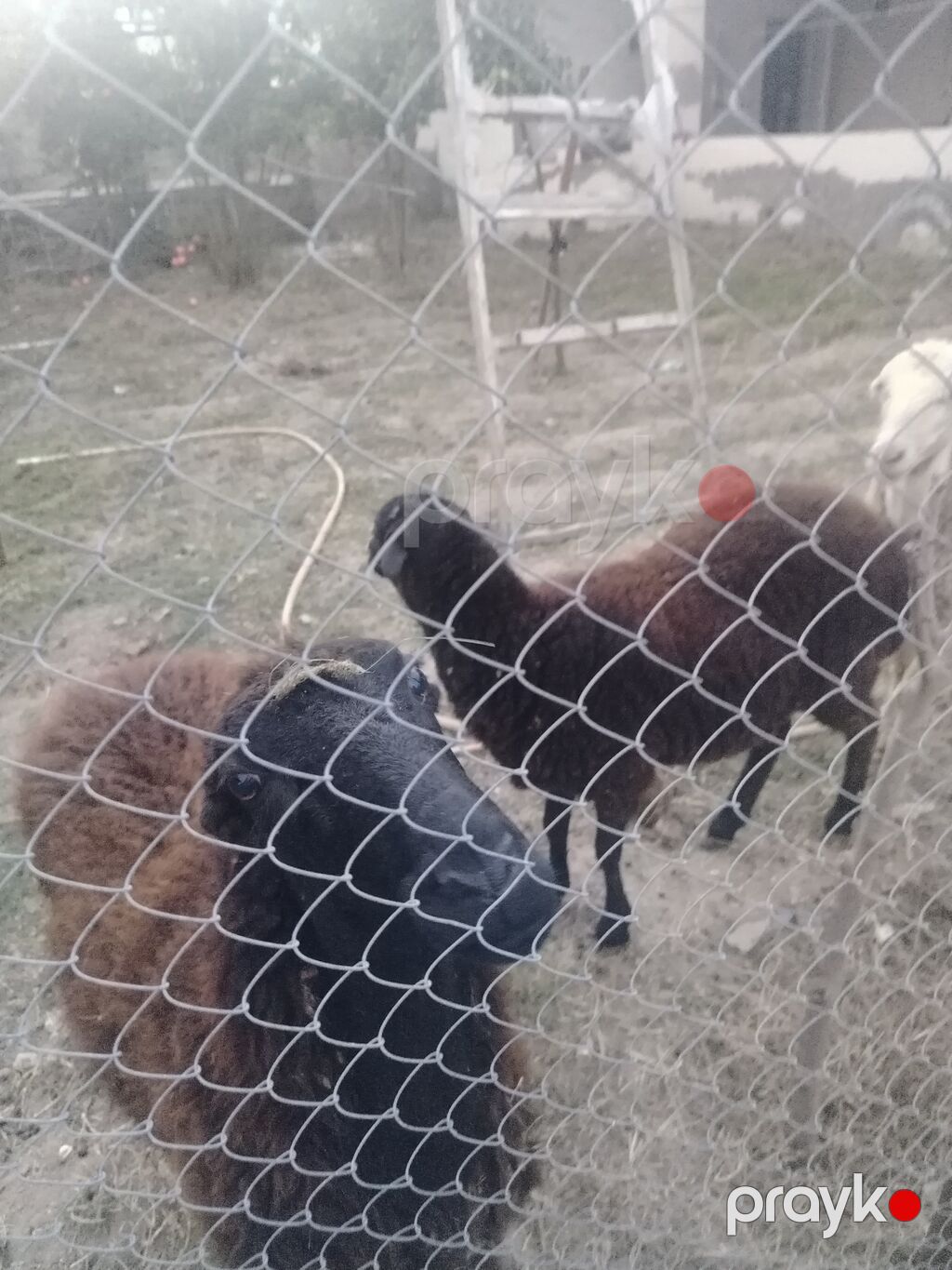 Dişi, il: 1, Damazlıq — Kənd təsərrüfatı heyvanları, Digah (6)