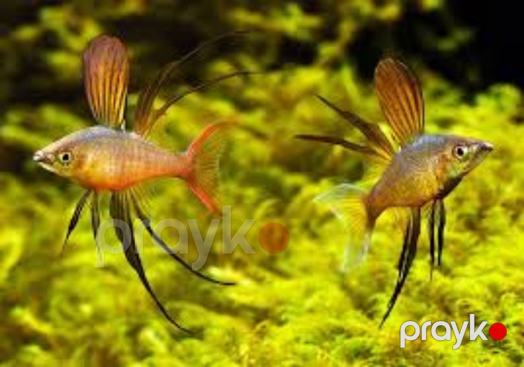 Iriantherina Werneri — Akvariumlar və balıqlar, Bakı (3)