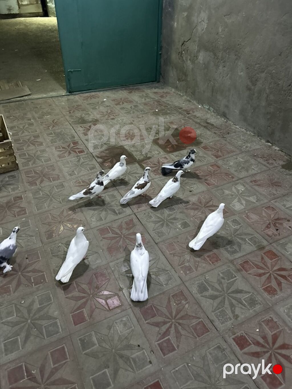 Yay tutulmalaridi — Göyərçin, Bakı (5)