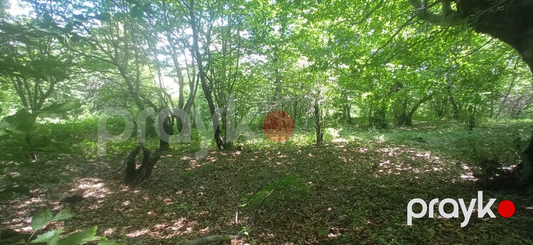 12 sot torpaq sahəsi, İsmayıllı r — Torpaq, İsmayıllı (6)