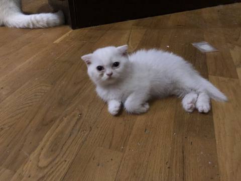 Ağ rəngli, qısa tüklü, yığcam bədənli balaca pişik. Yumru üz quruluşu — კატები