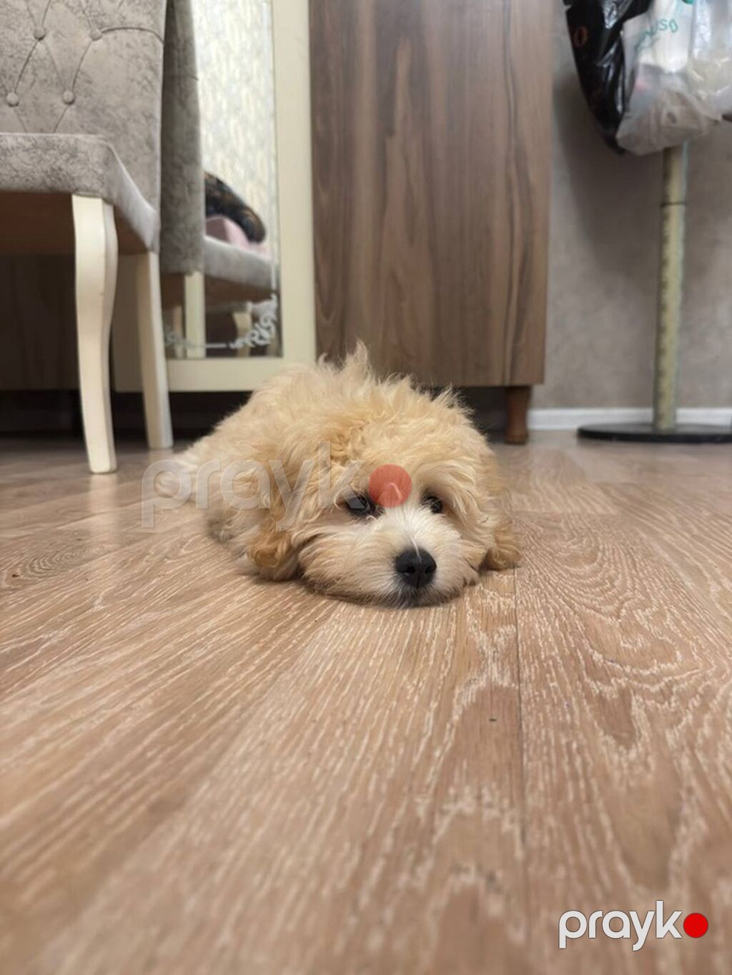 3 Aylıq Maltipoo Satılır Ölkə xaricinə köçdüyümüz üçün sevimli — Dizayn, Bakı (2)