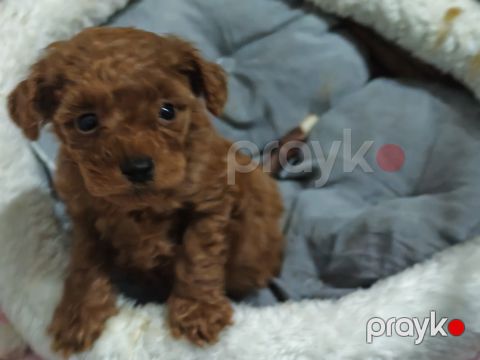 Maltipoo — Bakı