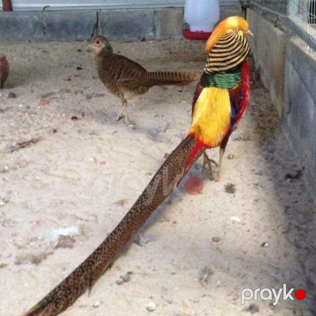 Qırqovullar — Quşlar, Bərdə (5)