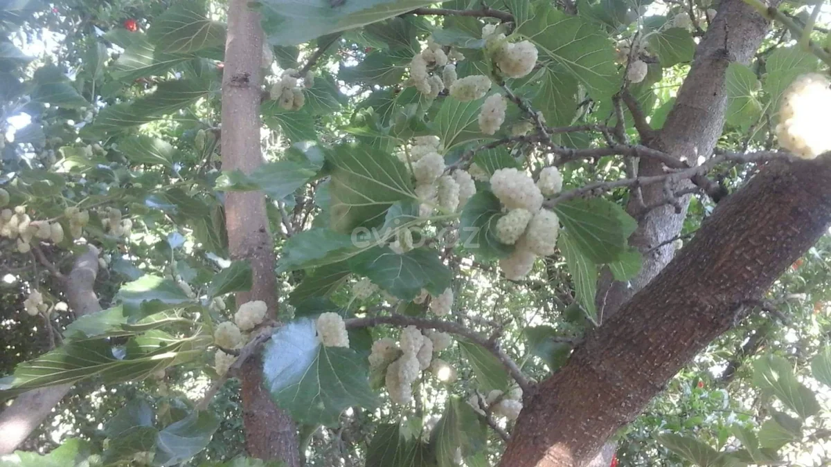 Torpaq sahəsi satılır Novxanıda — Torpaq, Abşeron (11)