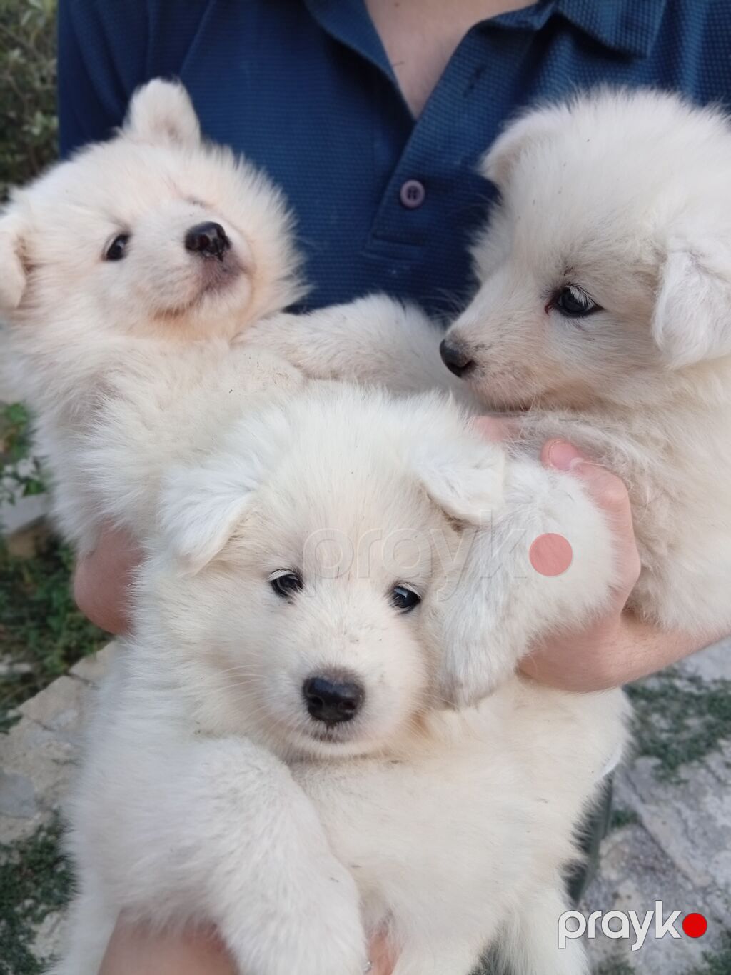 Samoyed, 2 ay, Sənədli — Köpəklər, Bakı (3)