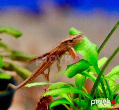 Rinolaricaria SP Red — Bakı