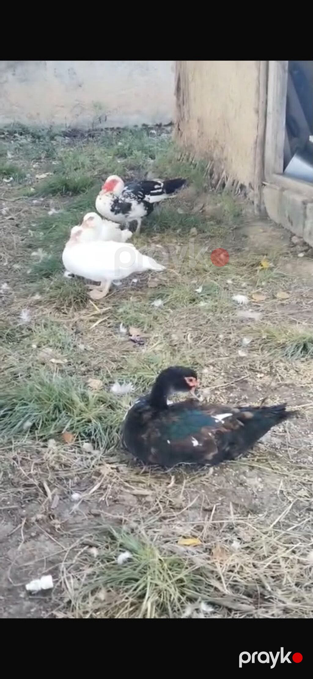 Say: şəkillərdə bir neçə yetkin və gənc fərd görünür — Digərləri, Bakı (3)