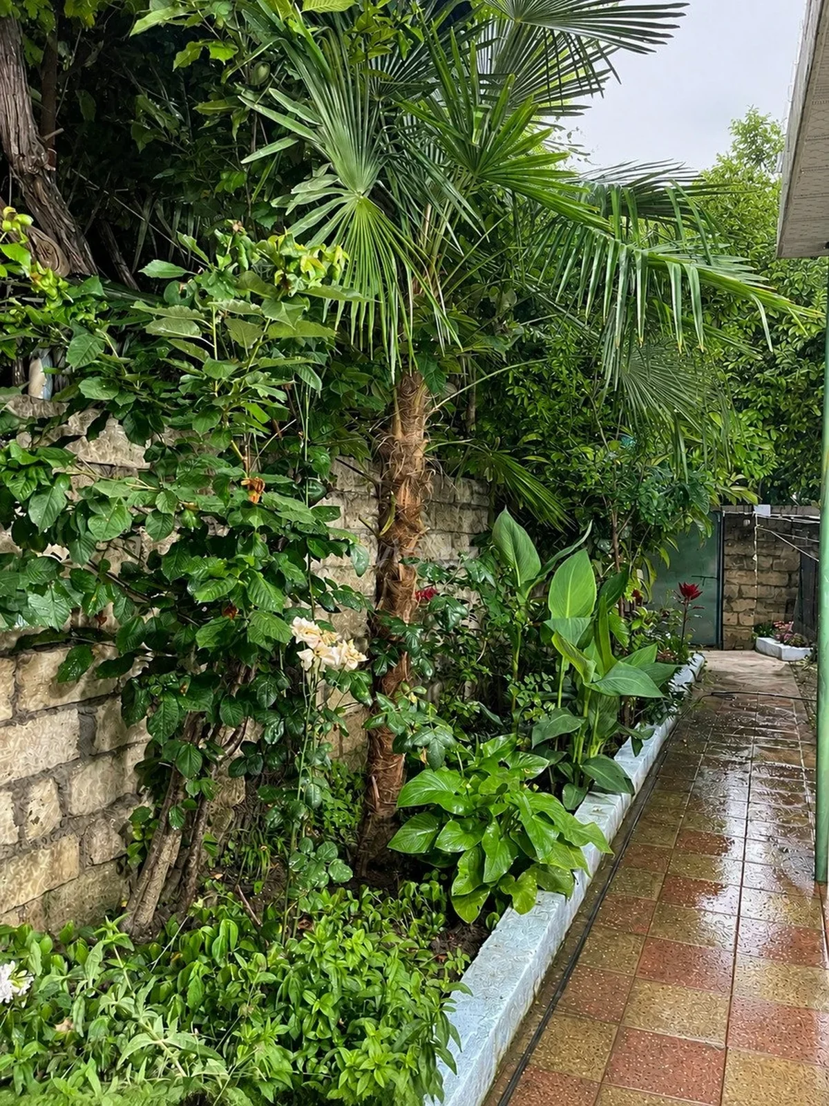 Kirayə 4 otaqlı bağ evi Nabranda — Ev, villa, Xaçmaz (3)