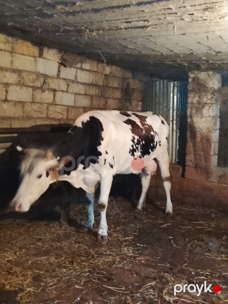 İnək — Kənd təsərrüfatı heyvanları, Bakı (5)