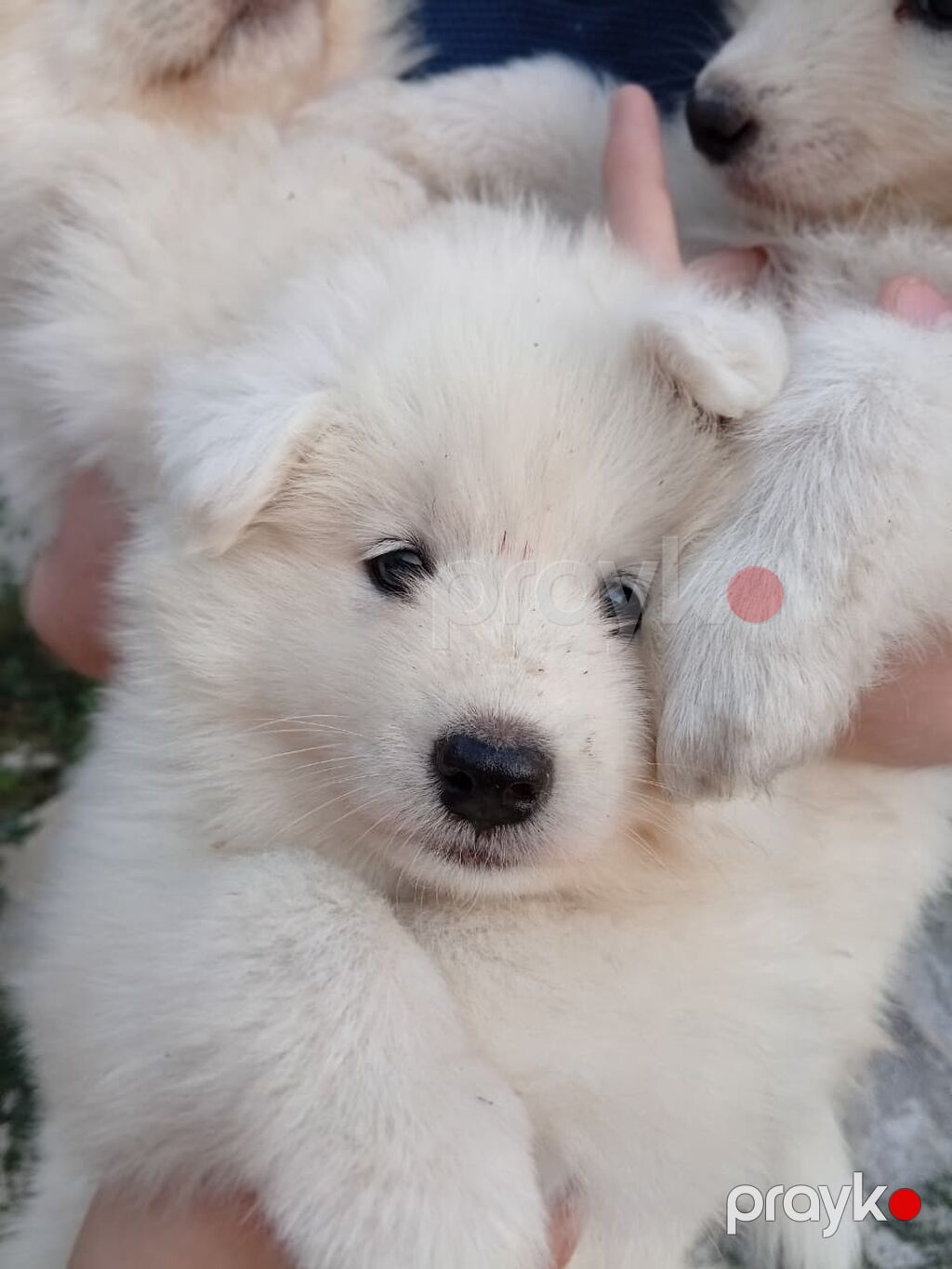 Samoyed, 2 ay, Sənədli — Köpəklər, Bakı (6)
