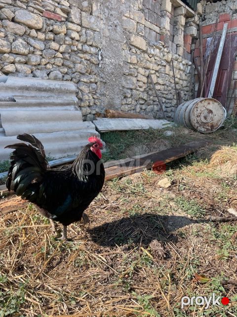 Avstralorp xoruzu — Bakı