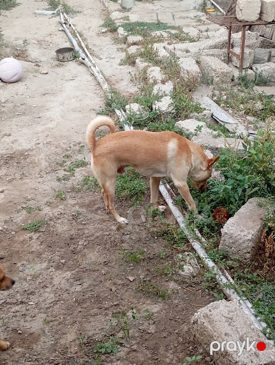 Həyət iti — Köpəklər, Bakı (5)