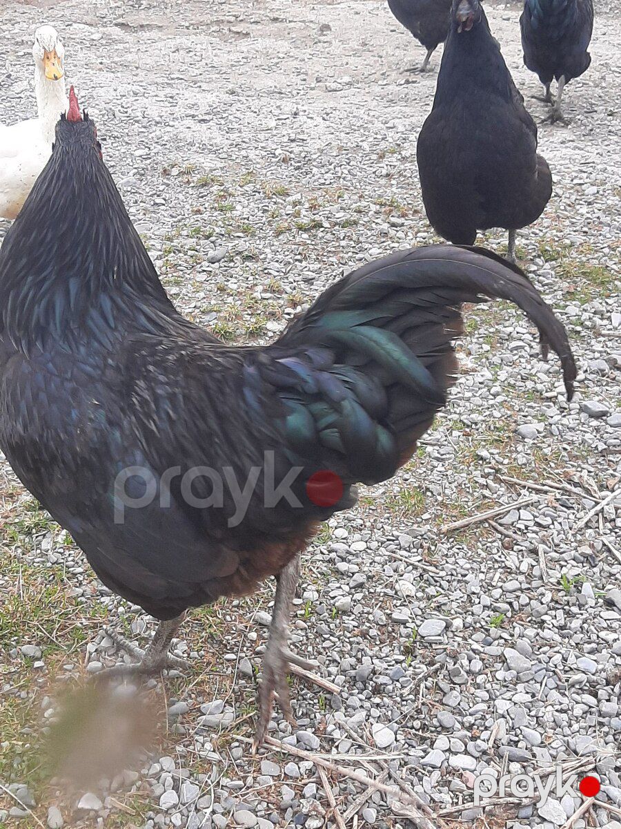 Avstralorp toyuqları — Quşlar, Oğuz (6)
