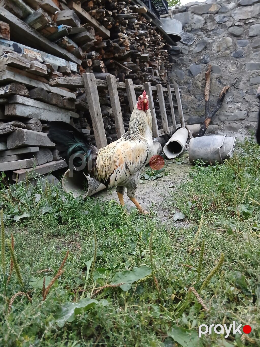Yerli heyvanlar 9 fere 1 xoruz Fereler yerli kend fereleridi bir — Toyuq və xoruz, Qax (2)