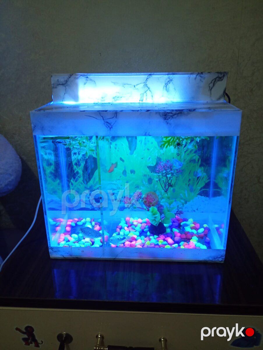 Akvarium — Akvariumlar və balıqlar, Sumqayıt (3)