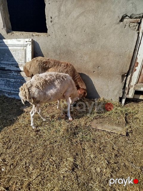 Qoyunlar — Bakı