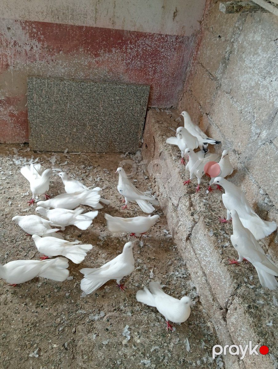 Göyərçin — Quşlar, Bakı (2)