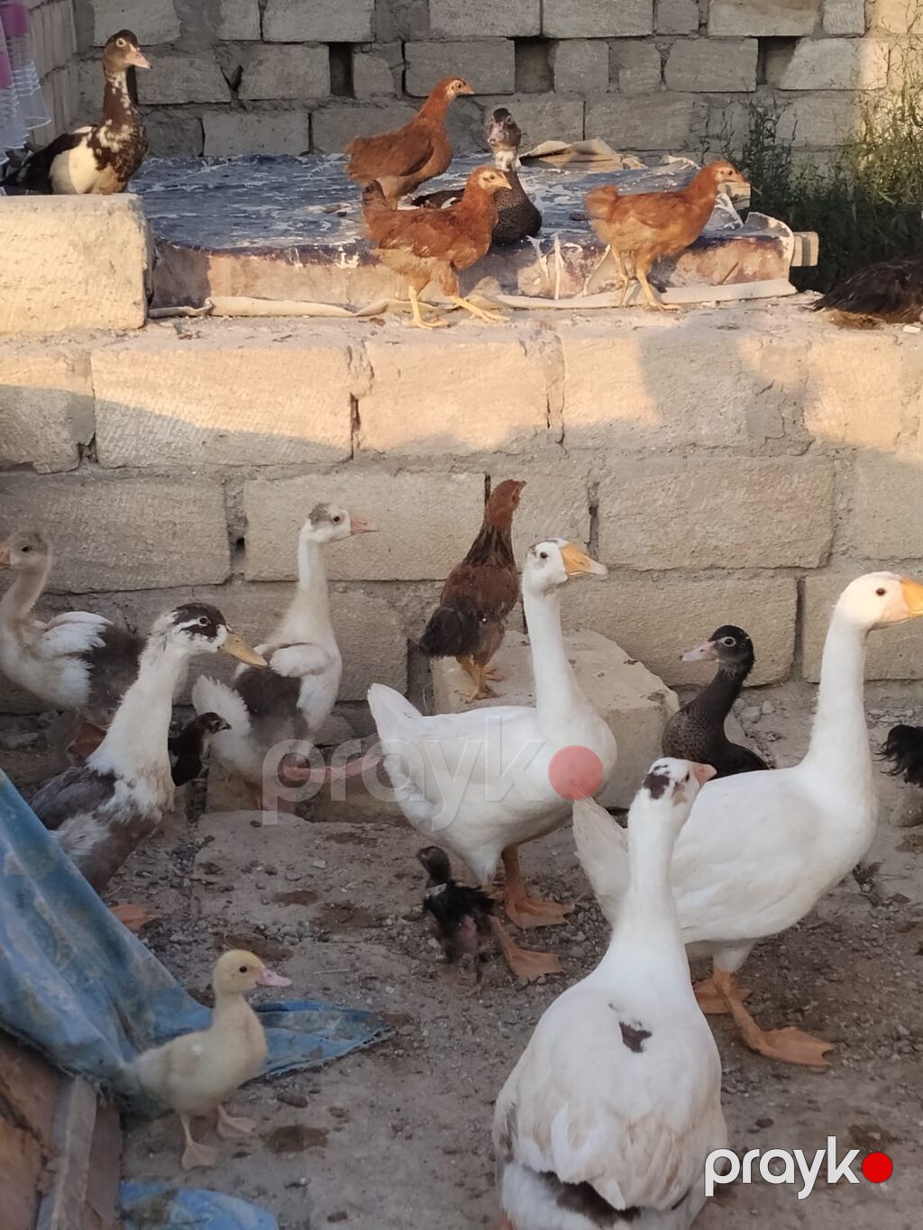 Ördey qaz satilir 3 ay yarimliədilar — Digərləri, Sumqayıt (7)
