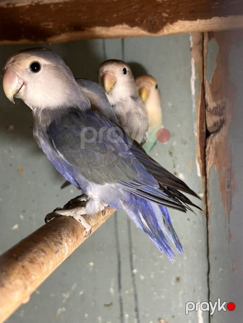 Məhsul: Sevgi quşları (Agapornis) Təsvir: - Rənglər: Ön planda — Bakı
