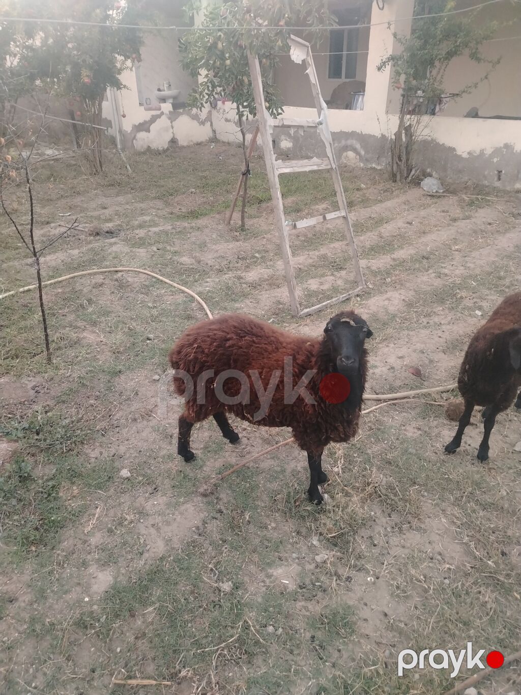 Dişi, il: 1, Damazlıq — Kənd təsərrüfatı heyvanları, Digah (4)