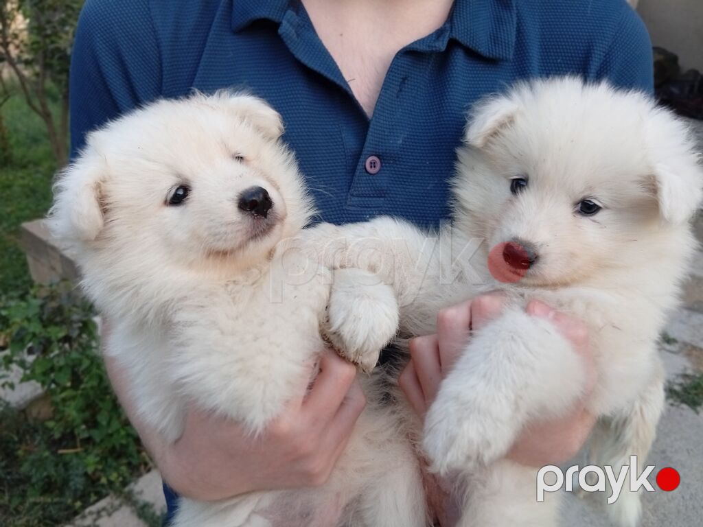 Samoyed, 2 ay, Sənədli — Köpəklər, Bakı (4)