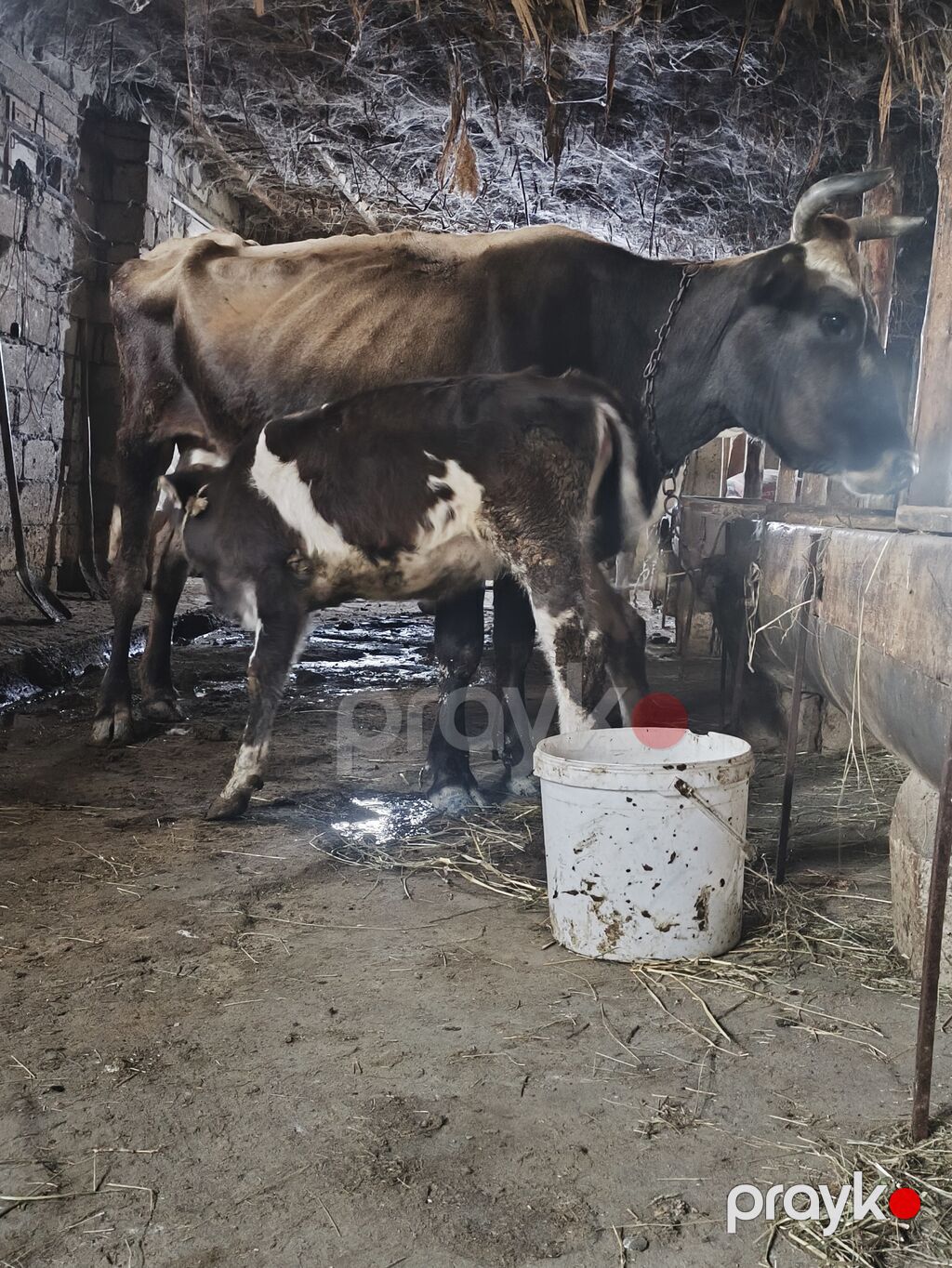 Diqetle oxu yig Ana Bala satlir qocadi Dişi yoxdu çöle gedib gelen — Kənd təsərrüfatı heyvanları, Pirəkəşkül (3)
