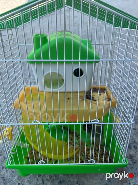 Hamster — Bakı