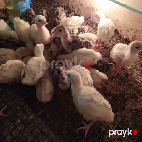 Hinduşka cücələri — Bakı