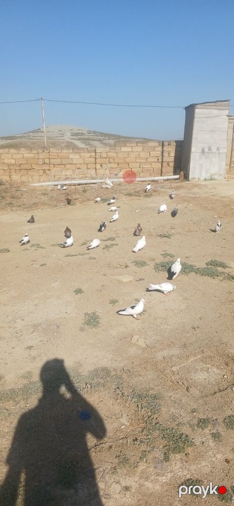 Göyərçinlər — Bakı