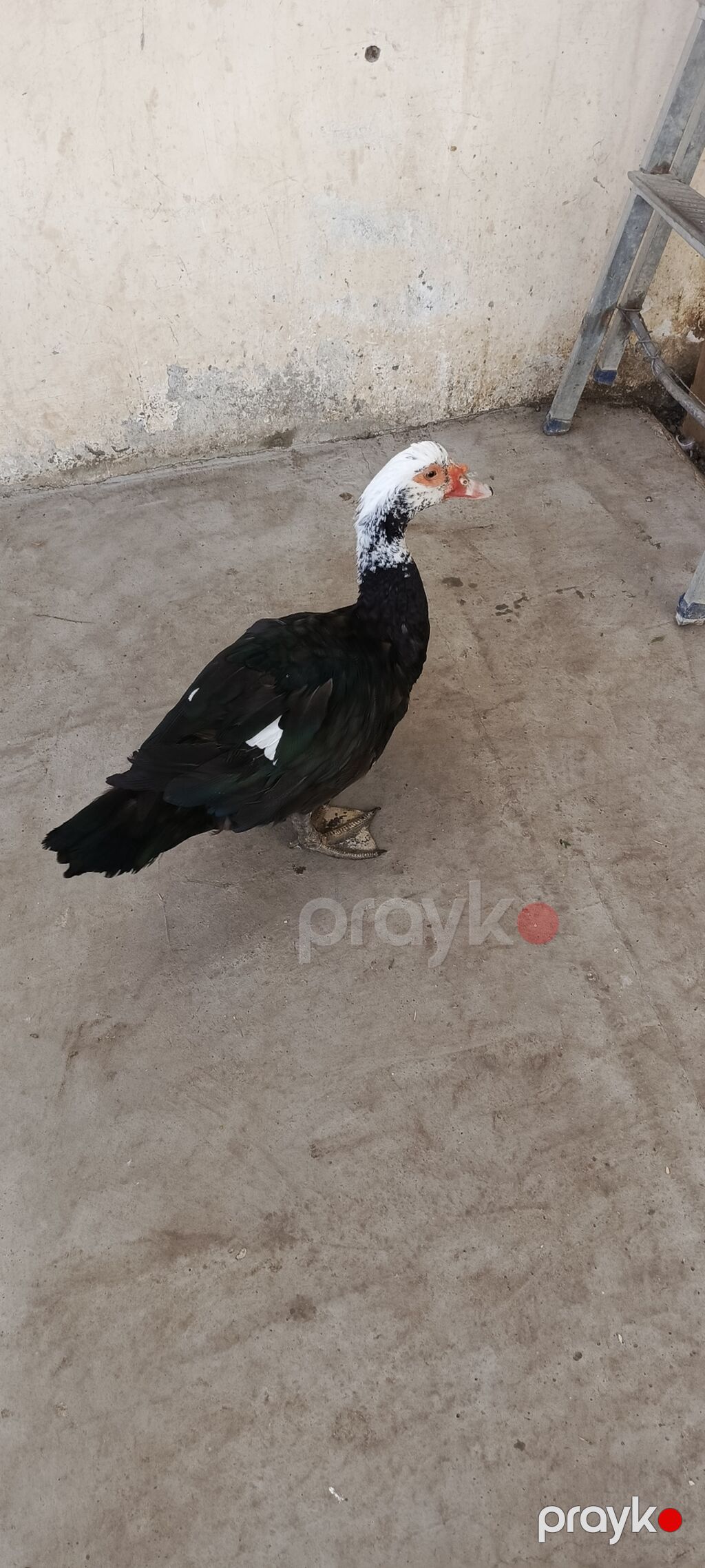 Tam sağlam qara zümrüd lal ördəklər 8 aylıqdılar dişi yumurtayır real — Digərləri, Gəncə (2)