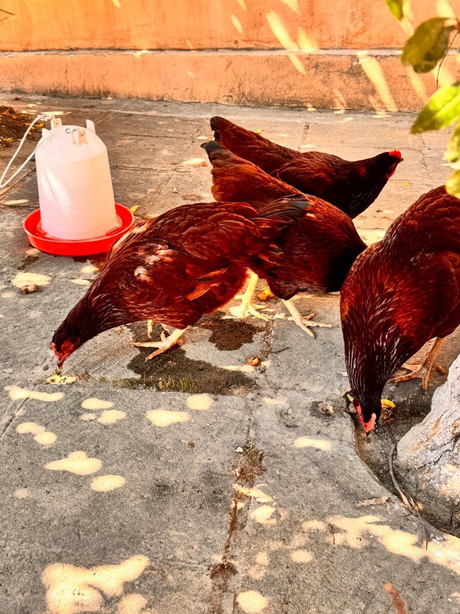 Rhode İsland Red toyuqları — Quşlar, Bakı (8)