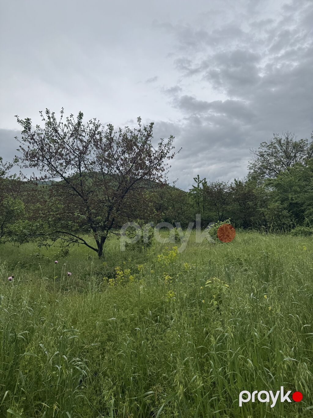 80 sot, Kənd təsərrüfatı, Mülkiyyətçi, Kupça (Çıxarış), Bələdiyyə — Torpaq, Quba (10)