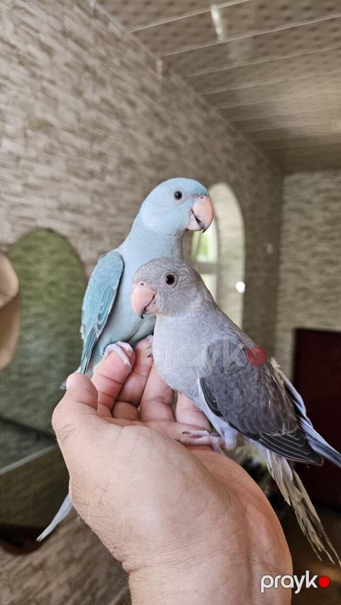Tutuquşular — Salyan