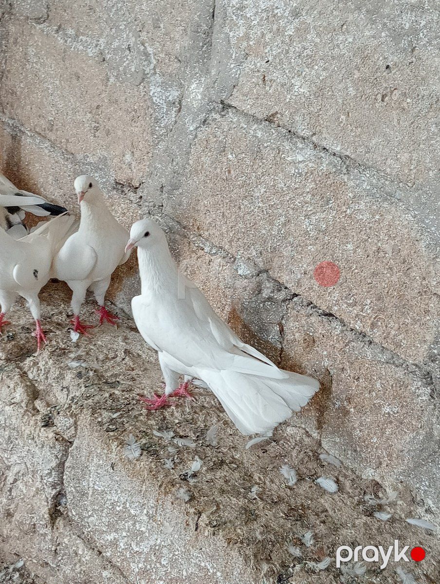 Göyərçin — Quşlar, Bakı (4)