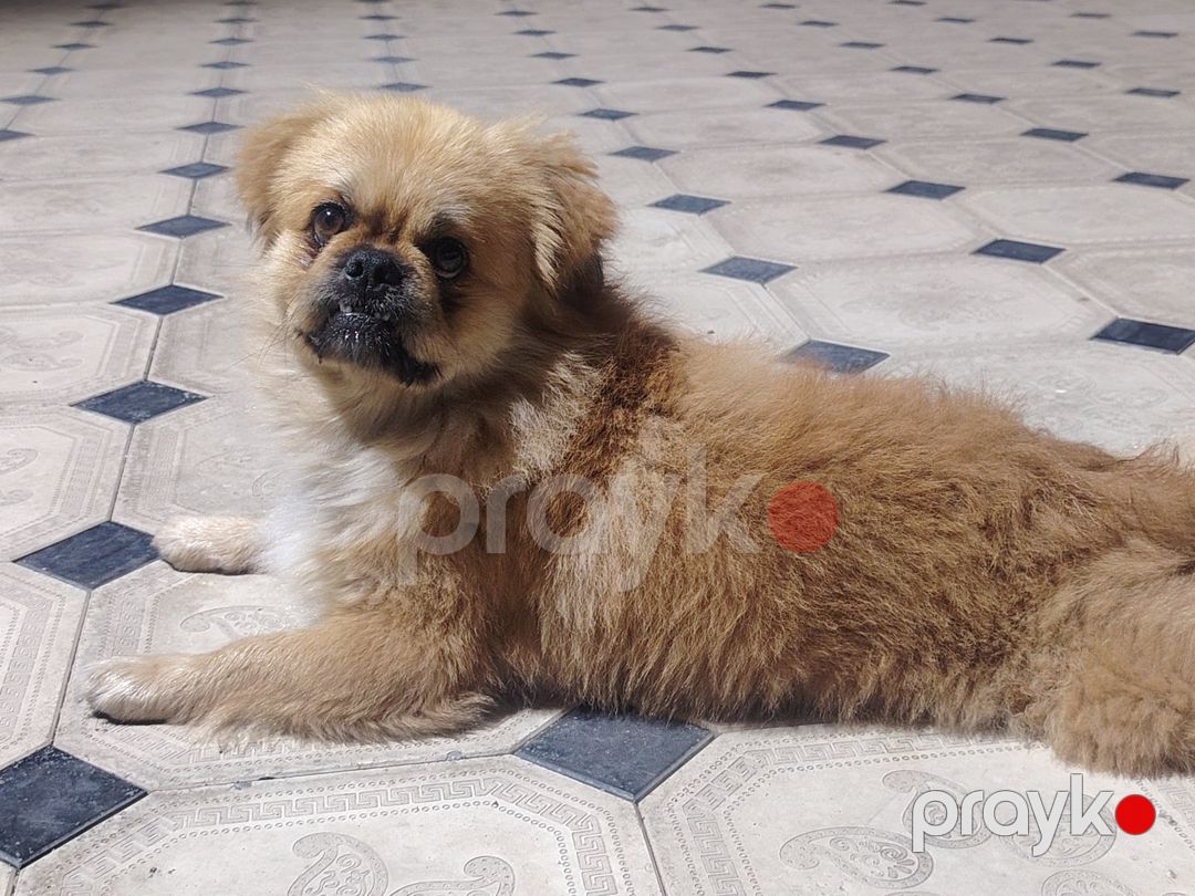 Pekines — Köpəklər, Bakı (3)
