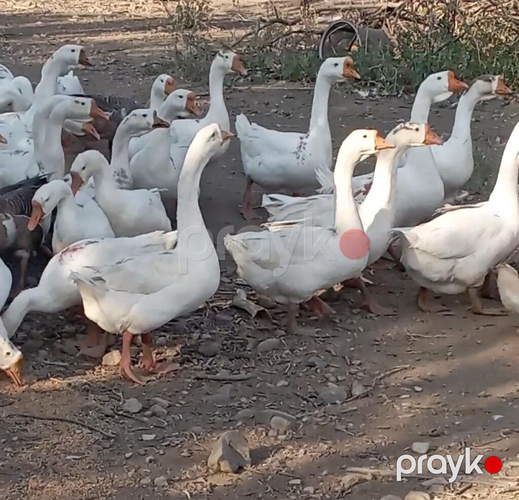 Satlıq qaz sürüsü qaz sürüsü kök qardalı ilə baxılmış 50 ədəddir — Digərləri, Gəncə (3)