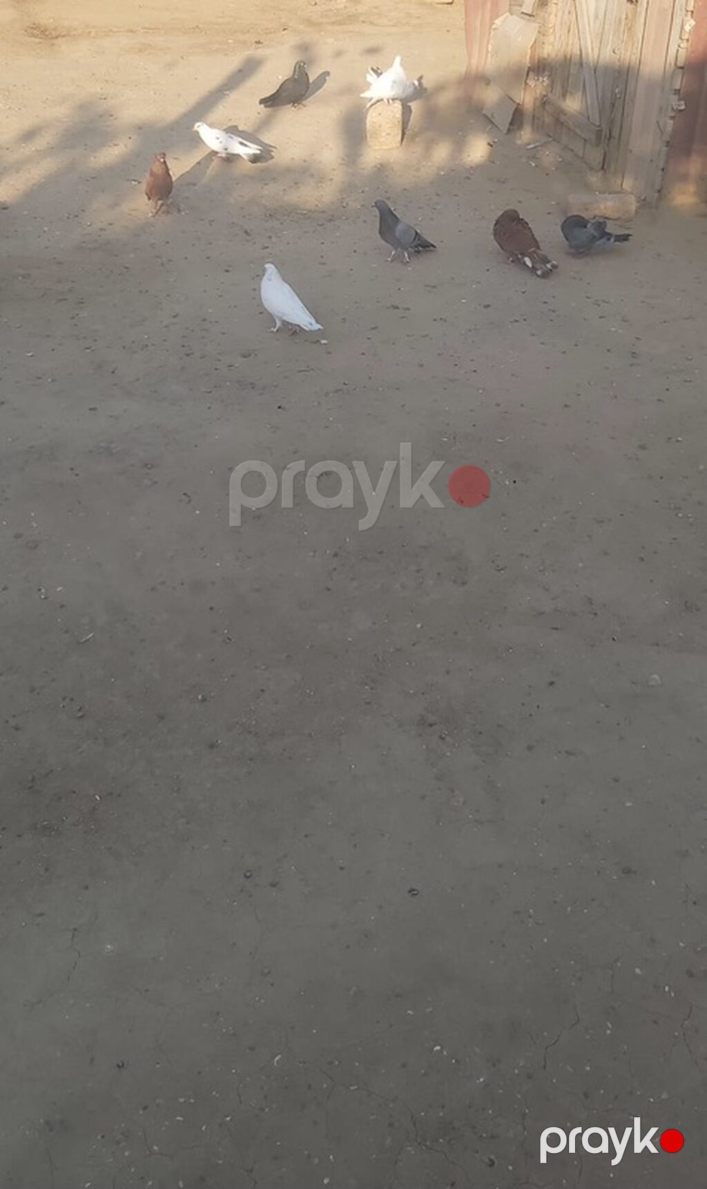 Tergıdlır teclı satlır — Göyərçin, Bakı (2)