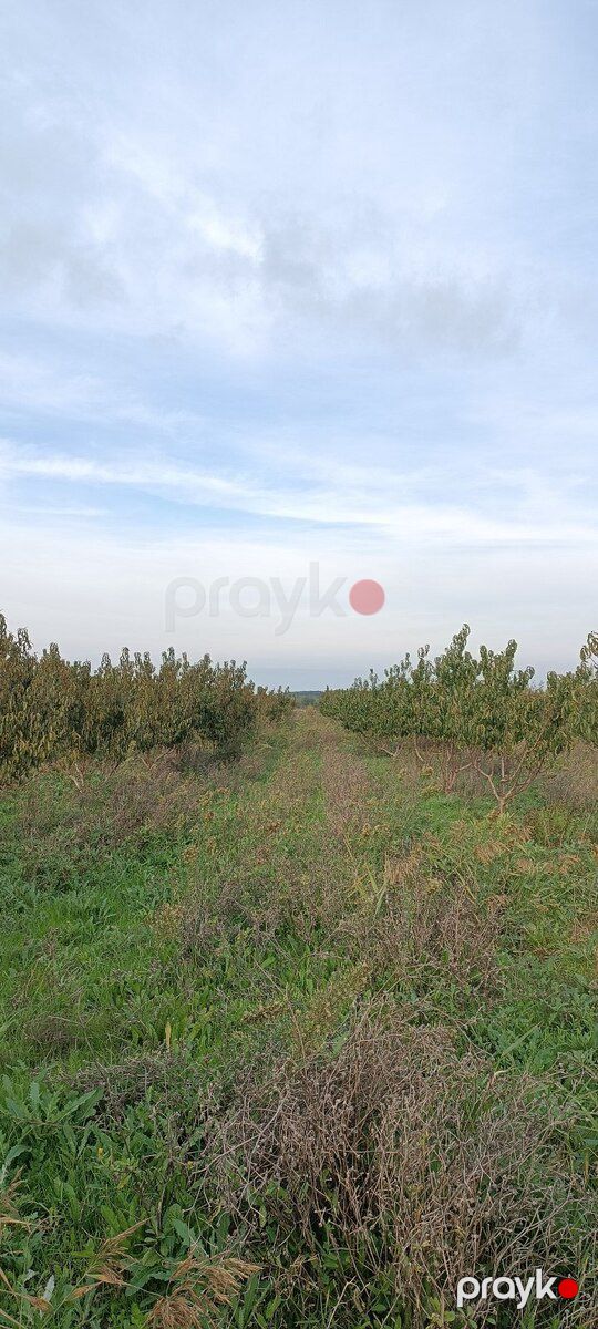 55 sot torpaq sahəsi, Xudat r — Torpaq, Xudat (3)