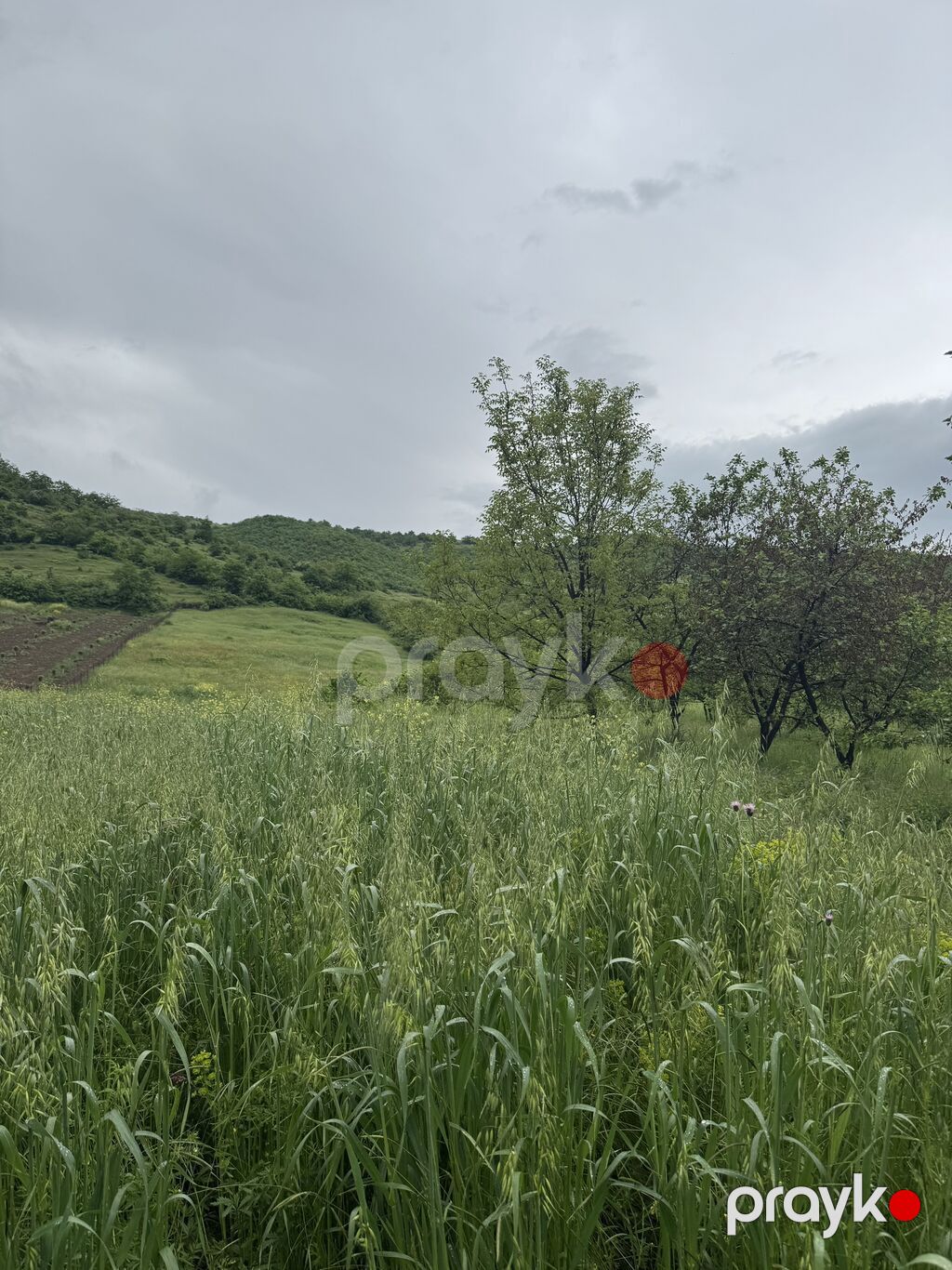 80 sot, Kənd təsərrüfatı, Mülkiyyətçi, Kupça (Çıxarış), Bələdiyyə — Torpaq, Quba (8)