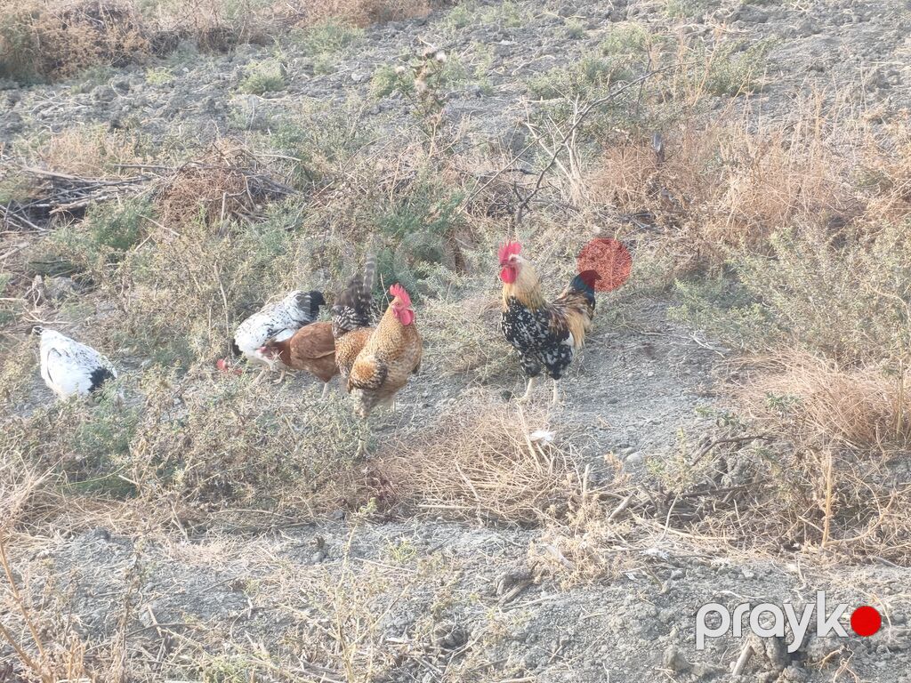 Toyuq, Damazlıq — Toyuq və xoruz, Ağsu (3)