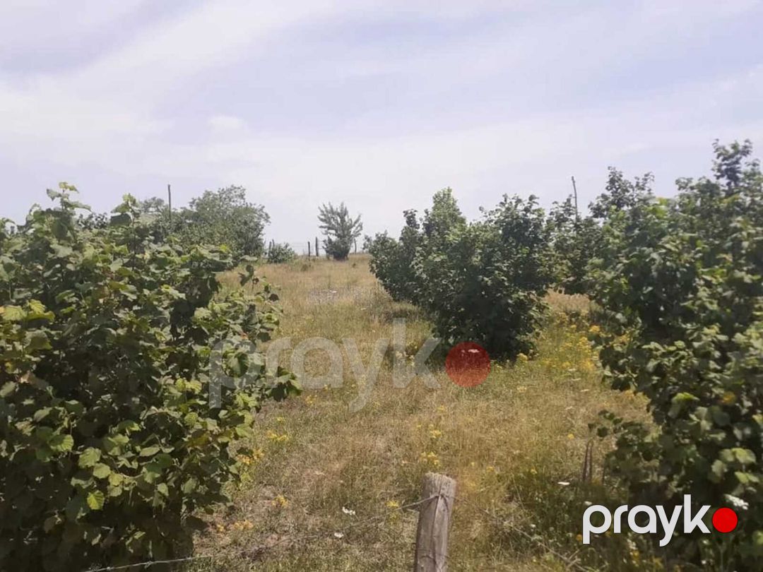 12 sot torpaq sahəsi, Yasab k — Torpaq, Qusar (2)
