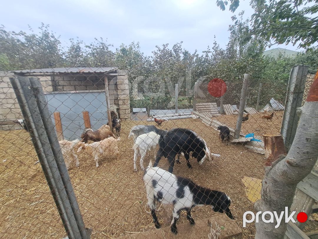 Keçilər — Kənd təsərrüfatı heyvanları, Bakı (3)