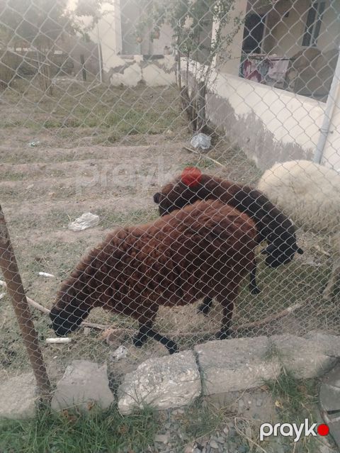 Dişi, il: 1, Damazlıq — Digah