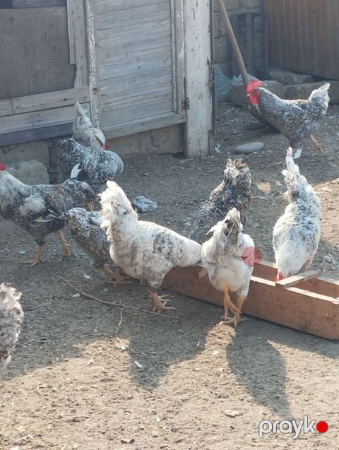 Toyuq, Damazlıq — Bakı