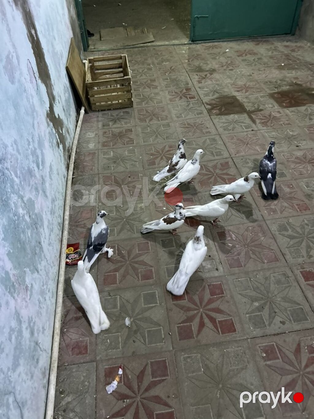 Yay tutulmalaridi — Göyərçin, Bakı (4)