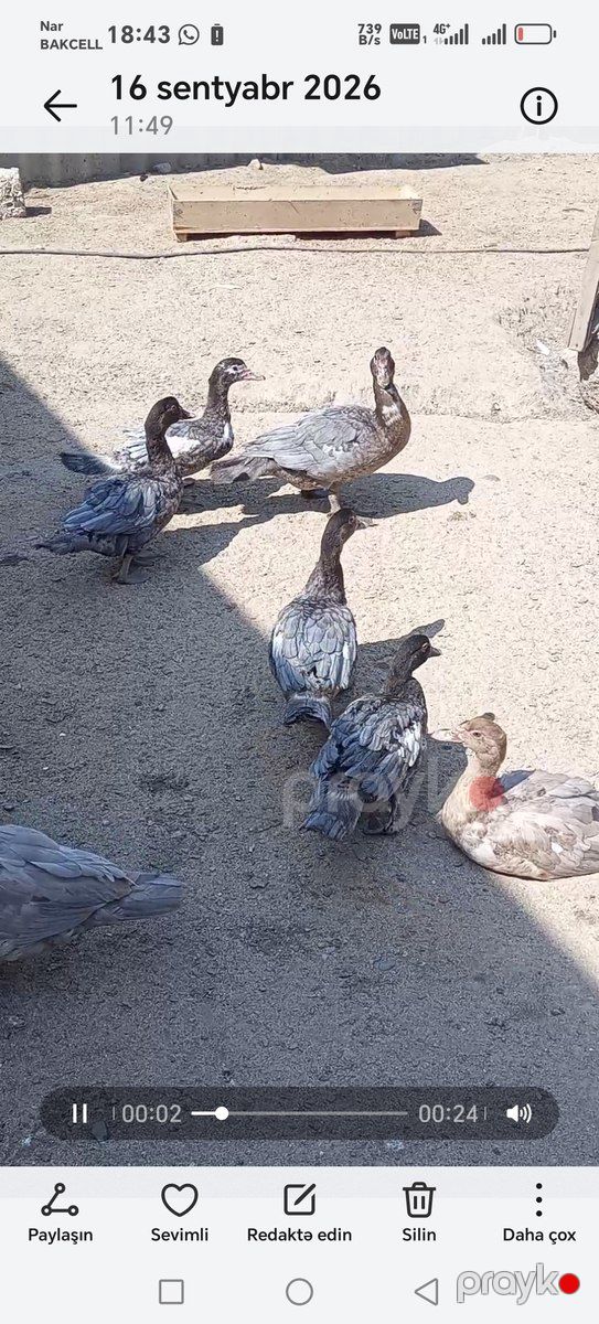Ördəklər — Quşlar, Bakı (4)
