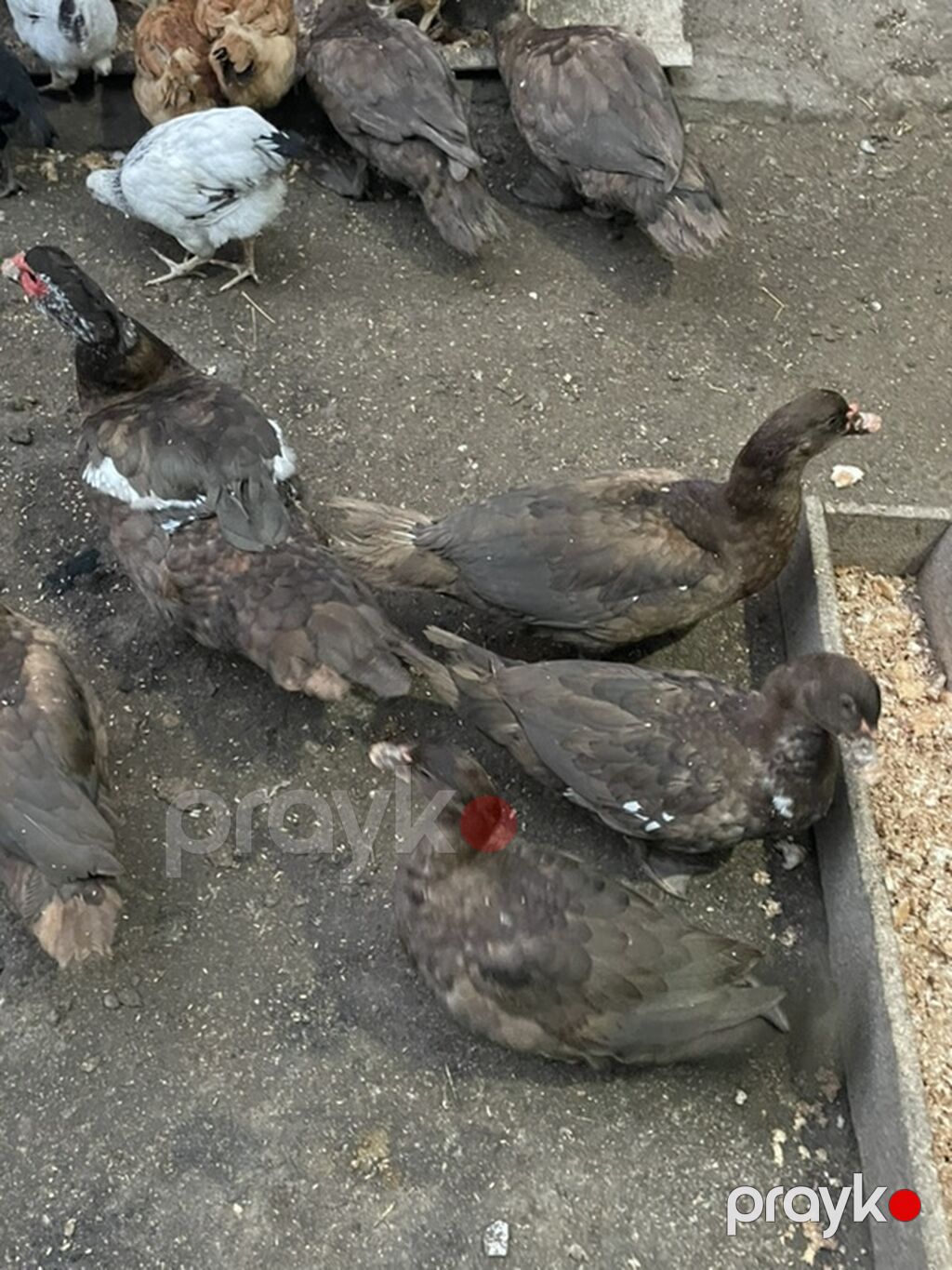Krasandar sortu lal ordekler 2 heftelerj tamam oldu olumden cixiblar — Digərləri, Masazır (3)